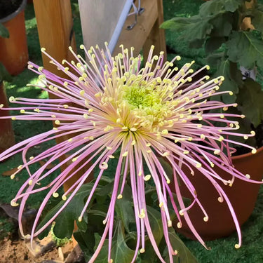 Chrysanthemum Seeds-Multicolor Spider