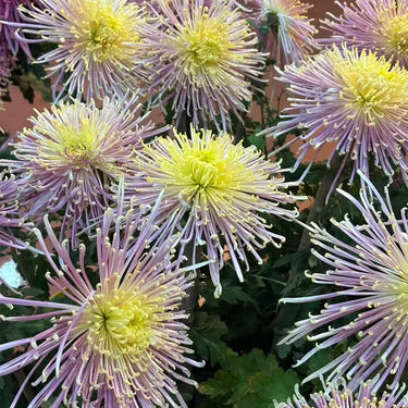 Chrysanthemum Seeds-Multicolor Spider