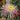 Chrysanthemum Seeds-Multicolor Spider
