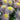 Chrysanthemum Seeds-Multicolor Spider