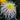 Chrysanthemum Seeds-Multicolor Spider