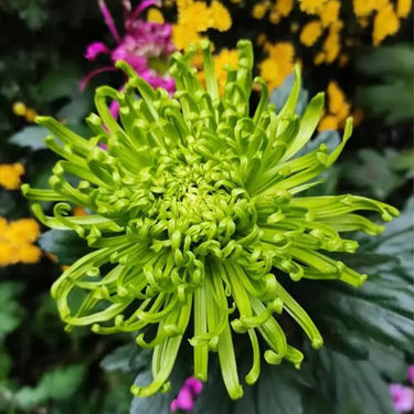 Chrysanthemum Seeds-Pea Green