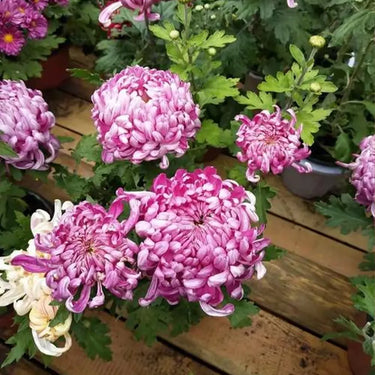 Chrysanthemum Seeds-Snow Covered Red Plum