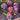 Chrysanthemum Seeds-Snow Covered Red Plum