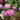 Chrysanthemum Seeds-Snow Covered Red Plum