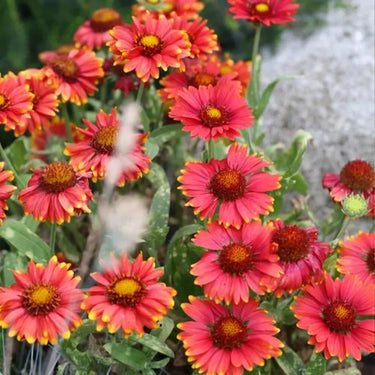 Chrysanthemum Seeds-SpinTop Red