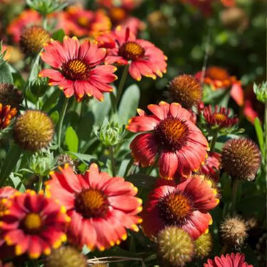 Chrysanthemum Seeds-SpinTop Red