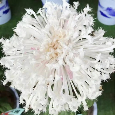 Semi di crisantemo-White Burr
