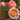 Claude Monet Seeds Yellow Pink White Blend