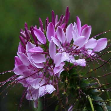 Cleome Seeds – Mystical Lavender Fairy Duster