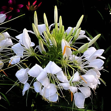 Cleome Seeds – Pristine Snowball Clusters
