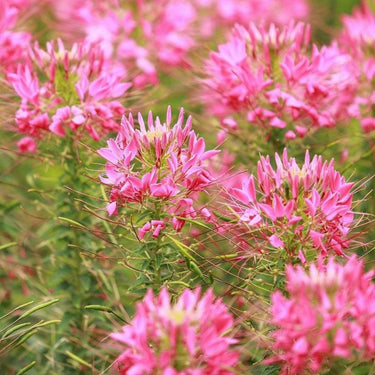 Cleome Seeds – Rosy Tentacle-Like Petals