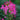 Cleome Seeds - Cherry Queen