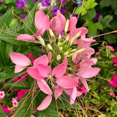 Cleome Seeds – Blushing Cotton Candy Blooms