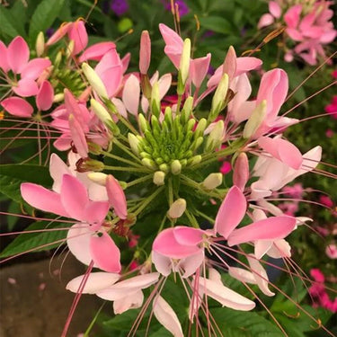 Cleome Seeds – Blushing Cotton Candy Blooms