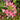 Cleome Seeds – Blushing Cotton Candy Blooms