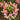Cleome Seeds – Blushing Cotton Candy Blooms
