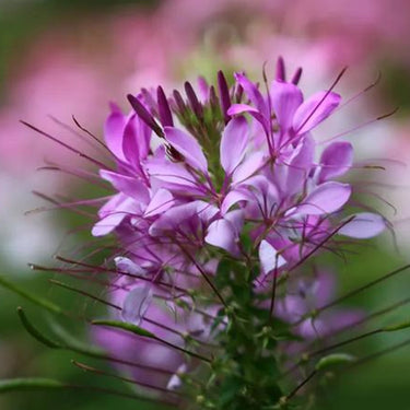 Cleome Seeds – Mystical Lavender Fairy Duster