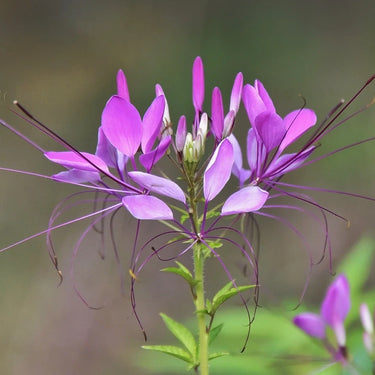 Cleome Seeds – Mystical Lavender Fairy Duster