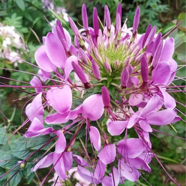 Cleome Seeds – Mystical Lavender Fairy Duster
