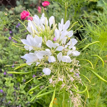 Cleome Seeds – Pristine Snowball Clusters