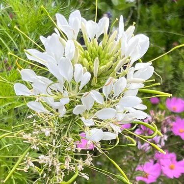 Cleome Seeds – Pristine Snowball Clusters