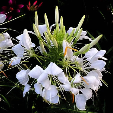 Cleome Seeds – Pristine Snowball Clusters