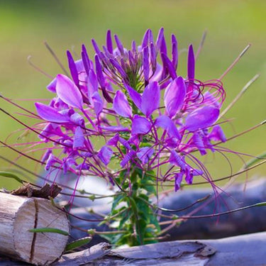 Cleome Seeds – Regal Amethyst Spires