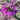 Cleome Seeds – Regal Amethyst Spires
