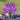 Cleome Seeds – Regal Amethyst Spires