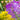 Cleome Seeds – Regal Amethyst Spires