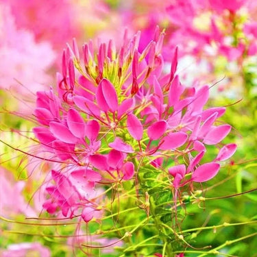 Cleome Seeds – Rosy Tentacle-Like Petals