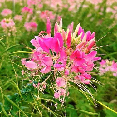 Cleome Seeds – Rosy Tentacle-Like Petals