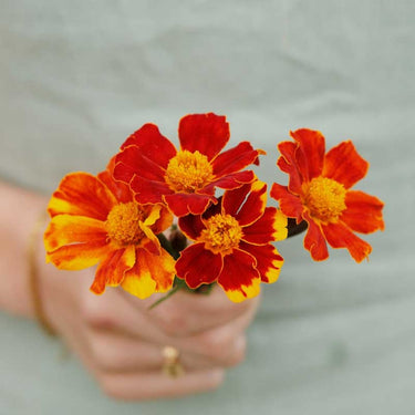 Marigold Seeds – Pygmy Red