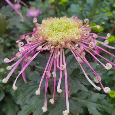 Cold-hardy Four-season Chrysanthemum Seeds-Purple-Pink