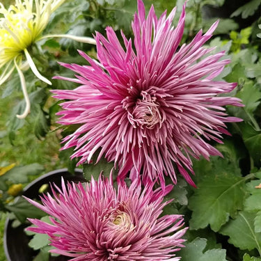 Cold-hardy Four-season Chrysanthemum Seeds - Purple-Red