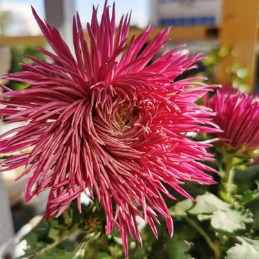 Cold-hardy Four-season Chrysanthemum Seeds - Purple-Red