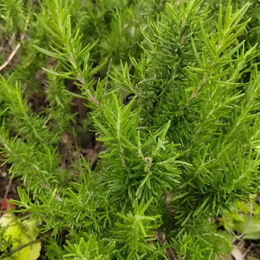Compact Summer Savory Herb Seed