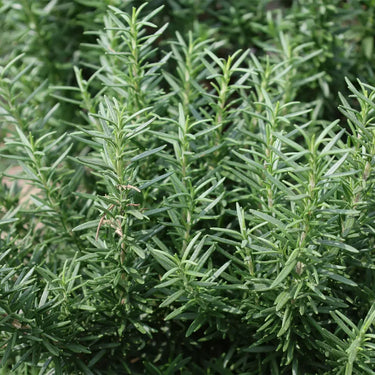 Compact Summer Savory Herb Seed