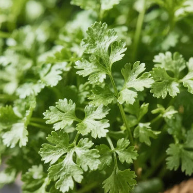 Confetti Cilantro / Coriander Seed