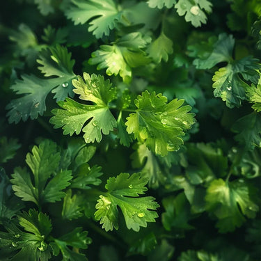Confetti Cilantro / Coriander Seed