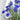 Cornflower Seeds-Blue Ball