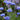 Cornflower Seeds-Blue Ball