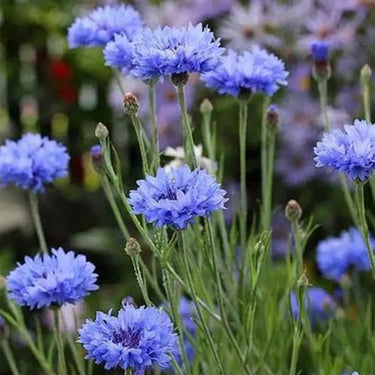 Cornflower Seeds-Blue Ball