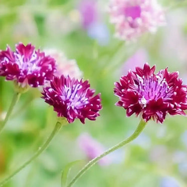Semi di fiordaliso-Rosso porpora