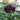 Cornflower Seeds - Crimson