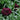Cornflower Seeds - Crimson