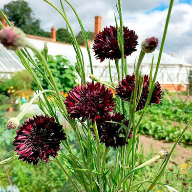 Cornflower Seeds - Crimson
