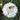 Cornflower Seeds - Tom Pouce White