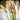 Cortaderia selloana Seeds - upright plume stems